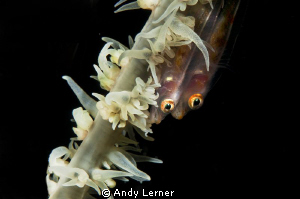 Two wire coral gobies waiting for my next move by Andy Lerner 